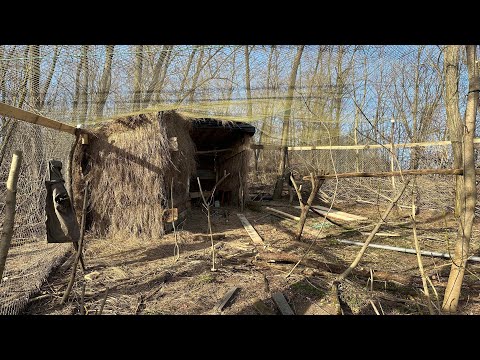 Видео: Мой Супер Вольер Готов! Запускаю Фазанов / Мое Начало Разведения Птицы