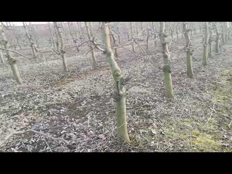 Видео: Вирощування саду для технічного яблука, підщепа М26 та інші питання