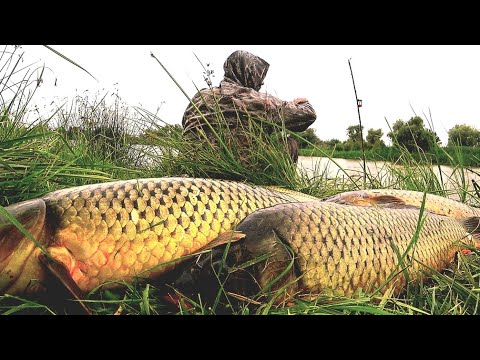 Видео: РЫБА ДЛЯ МАМЫ ЛЮБОЙ ЦЕНОЙ. РЫБАЛКА ПОСЛЕ ГРОЗЫ. Часть 2