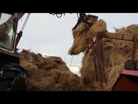 Видео: юмз-6л с греферной установкой,гружу сено в корзины