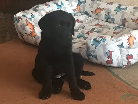 Видео: ЛАБРАДОР/ ЩЕНОК/ЧТО НУЖНО ЗНАТЬ