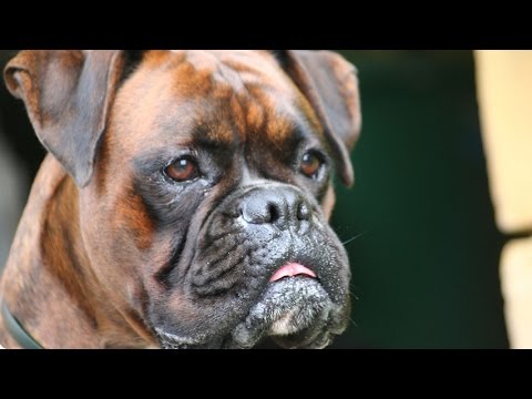 Видео: Собака интеллигенции – боксёр