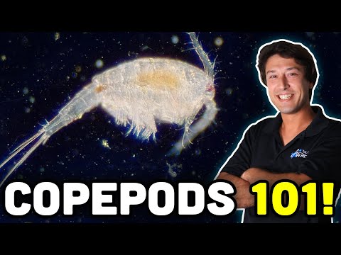 Видео: Веслоногие рачки 101: все, что ВАМ нужно знать о стручках!