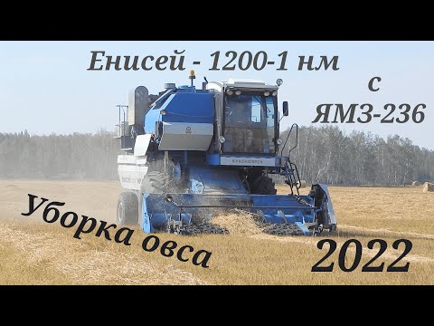 Видео: Уборка овса 2022 в КФХ. Комбайн Енисей-1200-1 нм, ЗИЛ на вывозке, МТЗ -82 с прф-180