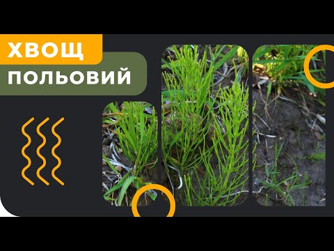 Видео: Хвощ полевой - как бороться?