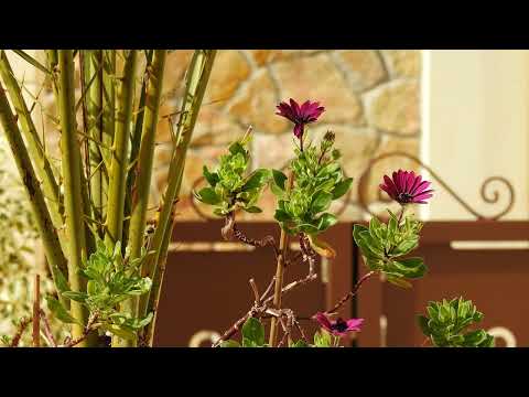 Видео: До какой степени можно отличаться от вибраций других людей? Абрахам-Хикс