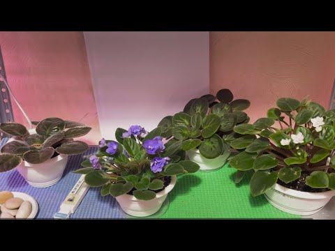 Видео: 🌺Как Стимулировать Фиалки к 🌺ЦВЕТЕНИЮ ???🌺