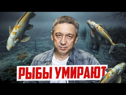 Видео: Почему рыбы умирают в пруду? Ответы на все интересующие вопросы