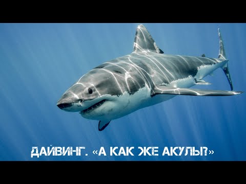 Видео: Дайвинг. «А как же акулы?»