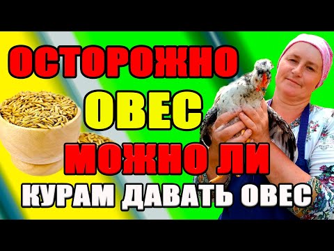 Видео: Опасен ли ОВЕС для кур. Польза овса для кур несушек.
