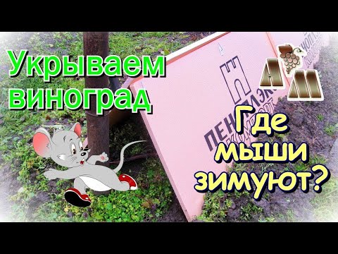 Видео: 🍇 Укрытие винограда на зиму - 2.  Повреждение мышами