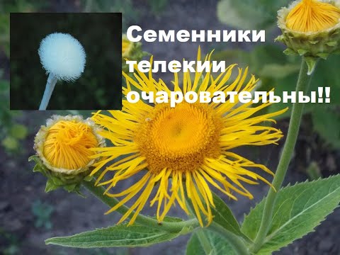 Видео: Не путайте телекию с девясилом!!!!