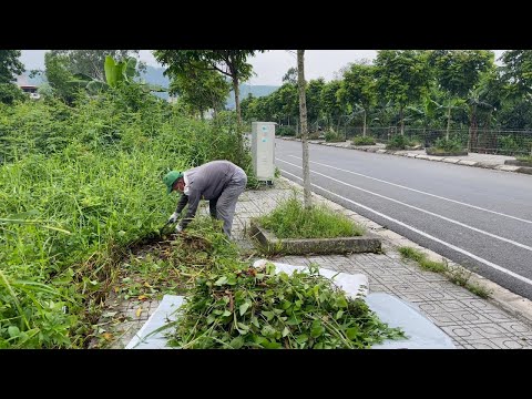 Видео: Расчистка более 1 км заросшей травы по обе стороны тротуара порадовала людей