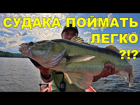 Видео: Как найти и поймать крупного судака на новом озере. Реальный опыт и снасти #рыбалка #судак