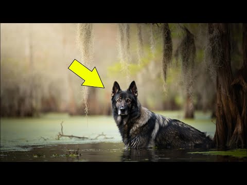 Видео: Малышка думала, что спасает собаку из болота… Когда “пес” открыл глаза - весь мир ахнул!