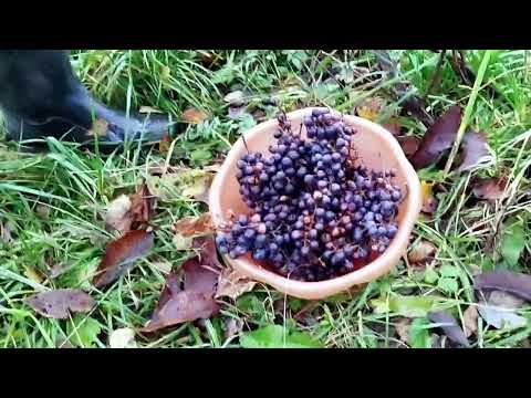 Видео: ХИТРО ПО 🤔ПЫЕ ПРИВЫКЛИ ВСЕ ПОД ДУ🤔РАЧКА