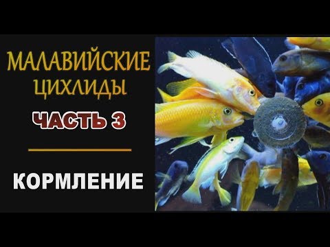 Видео: Малавийские цихлиды ЧАСТЬ 3 Кормление