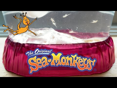 Видео: Морские обезьяны — первые 30 дней