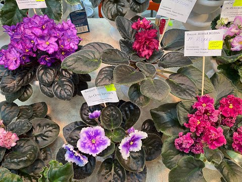 Видео: ВЫСТАВКА ФИАЛОК  И ДРУГОЙ КРАСОТЫ 7.02.2024г