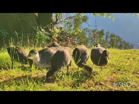 Видео: Живий куточок в місті.