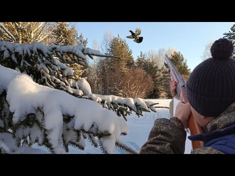 Видео: СРАЗУ ТРЁХ ВЗЯЛ! ОХОТА НА ГЛУХАРЯ В ТАЙГЕ С ПОДХОДА.