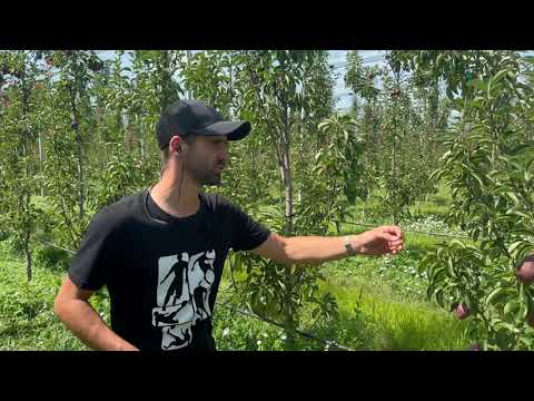 Видео: Червона груша Алесіа в 2024 році. Морози, запилення, регулятори, стимулятори, спека. РайзР