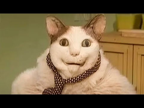 Видео: Побег от кота бу испугался 1 часть глава 2