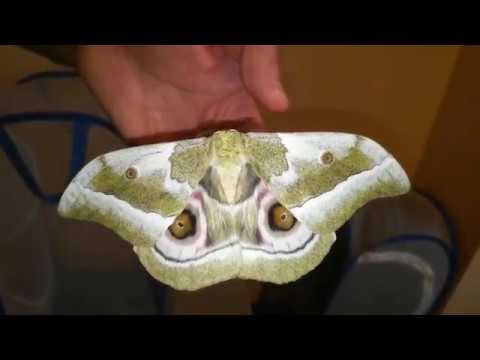 Видео: Разведение бабочек в домашних (лабораторных) условиях