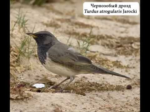 Видео: Эмиль Горовец - Дрозды