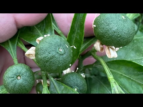 Видео: Теплиці для цитрусів та екзотів , завʼязуються плоди 🍊🍋
