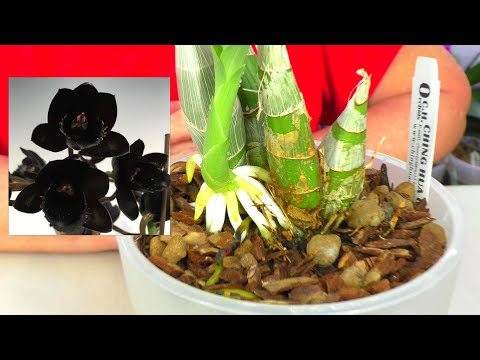Видео: Самая ЧЕРНАЯ ОРХИДЕЯ Катасетум! Как удобрять орхидею? Гранулы Аминосил