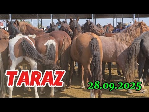 Видео: МАЛ БАЗАР / ЖЫЛҚЫ БАҒАСЫ / HORSE MARKET KZ 
