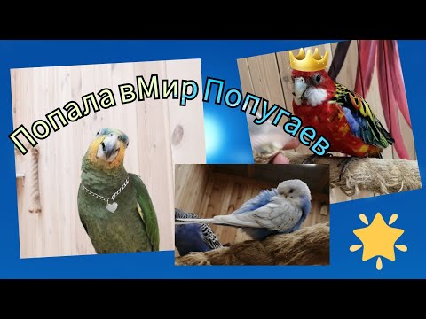 Видео: Влог/Vlog: Мир Попугаев 🦜