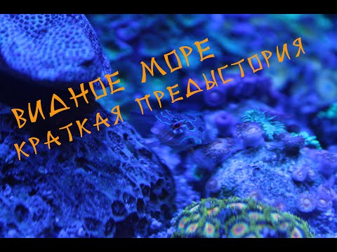 Видео: Мой морской аквариум Dennerle nano cube на 60 литров