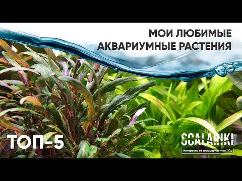 Видео: Топ-5 любимых аквариумных растений