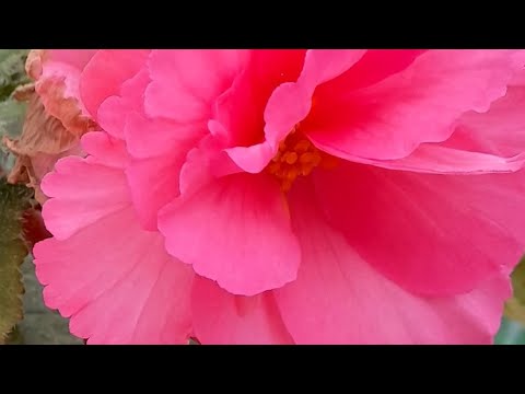 Видео: ‼️ЧАСТЬ ВТОРАЯ‼️ ПОСЫЛКА МОЕЙ МЕЧТЫ🌺🌺🌺 НОВОЕ РАСТЕНИЕ🌼-СПРАВЛЮСЬ ЛИ Я❓❓❓