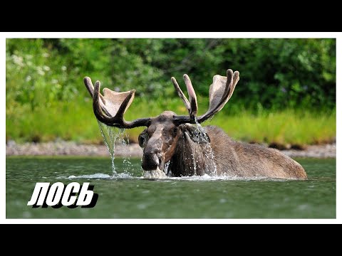 Видео: Лось: самый крупный из семейства Оленей, отличный пловец, который не боится Медведя и Волка