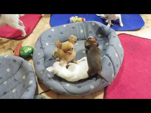 Видео: Как повязать ЧИХУАХУА , чтобы ЩЕНКИ родились ? #ВЯЗКА собак на какой день #случать жениха и невесту