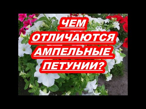 Видео: ЧЕМ ОТЛИЧАЮТСЯ АМПЕЛЬНЫЕ ПЕТУНИИ?