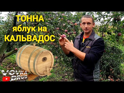 Видео: 🇺🇦Так зароджується по-справжньому цінний яблучний БРЕНДІ🇺🇦