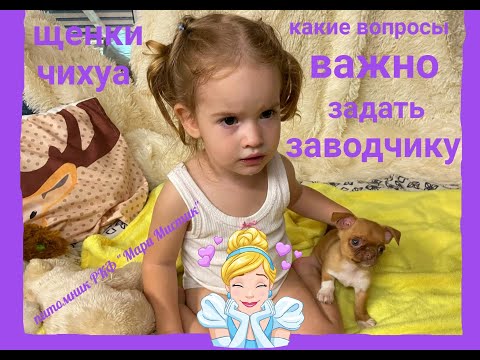 Видео: Видео для ПОКУПАТЕЛЕЙ щенка : какие ВОПРОСЫ ВАЖНО задать ЗАВОДЧИКУ при ВЫБОРЕ щенка ЧИХУАХУА № 1