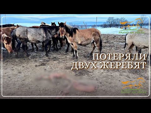 Видео: Семейная ферма в деревне/ К нашему сожалению одна из кобыл абортировалась/ Деревенская жизнь