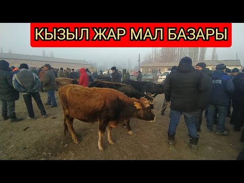 Видео: Аксы Кызыл Жар МАЛ БАЗАРЫ УШУНДАЙ БОЛДУ
