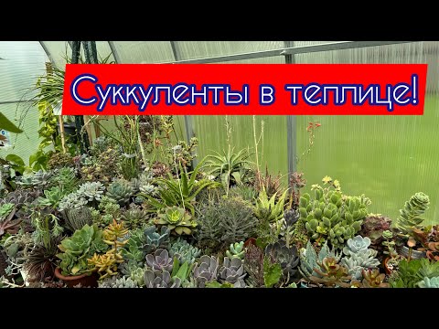 Видео: Обзор суккулентов в теплице. 7 августа 2024