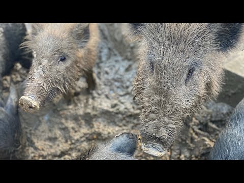 Видео: Забор для кабанов/ кормушка для свиней