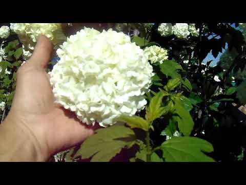 Видео: Калина "Бульдонеж" - посадка, уход, размножение.