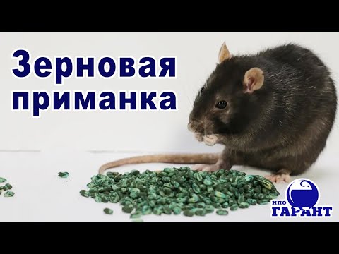 Видео: Универсальная приманка от крыс и мышей.Готовая к применению форма(зерно). Антикоагулянт ll поколения