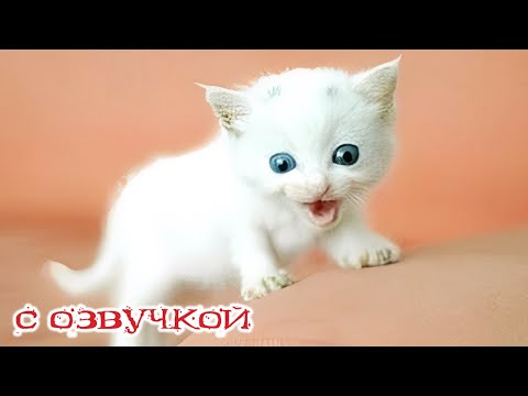 Видео: Приколы с котами! С ОЗВУЧКОЙ! УГАРНЫЕ смешные животные - ПОПРОБУЙ НЕ ЗАСМЕЯТЬСЯ!