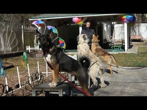 Видео: Работают метисы - интеллектуальная аппортировка, провокации