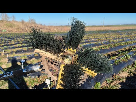 Видео: Щетка для чистки клубники открытого грунта. Экономия 20 работников на пол гектара